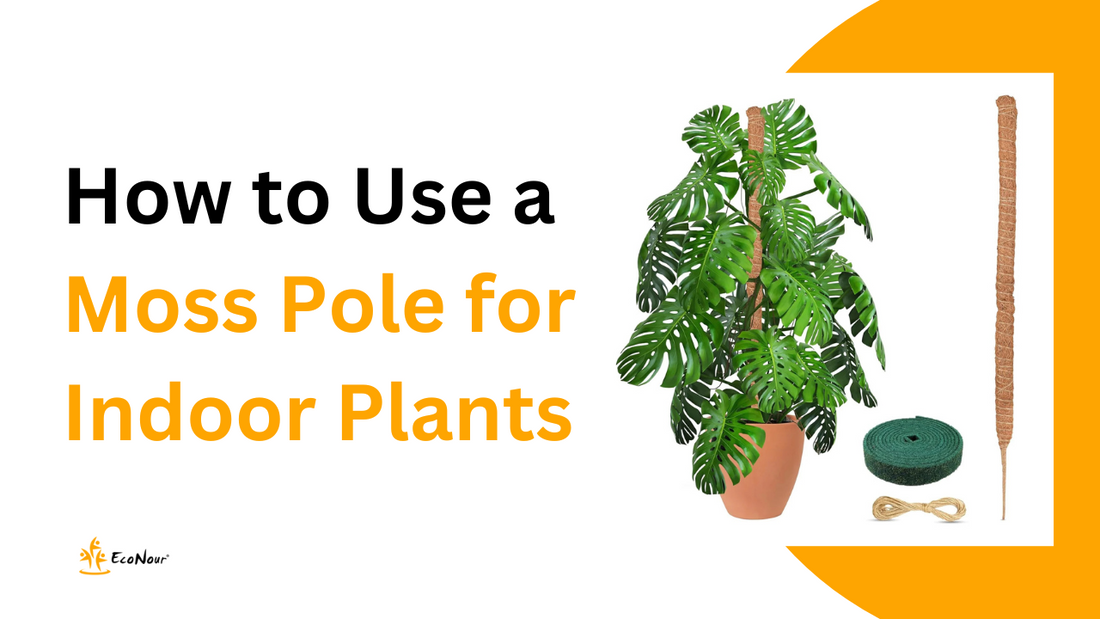How to Use a Moss Pole for Indoor Plants