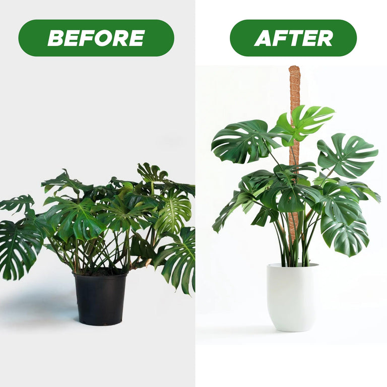 Moss pole Monstera plant support 28 inch EcoNour training sticks for vines