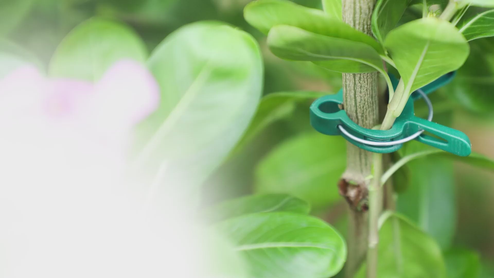 40pcs plant support clips for garden with 2 sizes, tomato clips for supporting stems, climbing plant support clips for vegetables, flowers, and herbs, reusable garden clips to grow plants upright, strong plant clips for tomato and vine support.