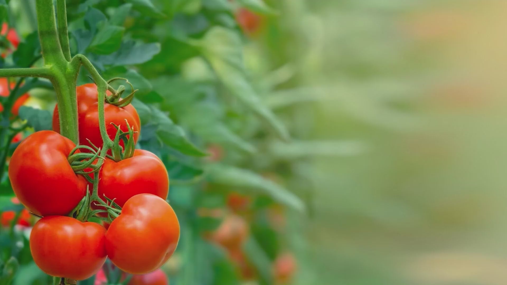 300pcs plant support clips for garden, tomato clips for twine, vines, trellis, and cages, climbing plant support clips for vegetables, flowers, and herbs, garden clips to grow plants upright, strong and reusable plant clips for healthier plant growth.
